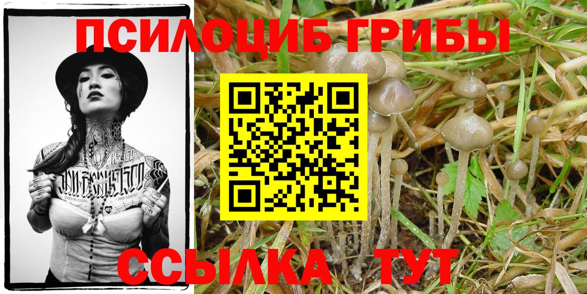 Пушкино  Псилоцибиновые грибы Psilocybine cubensis  Вход с VPN 